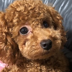 トイプードル