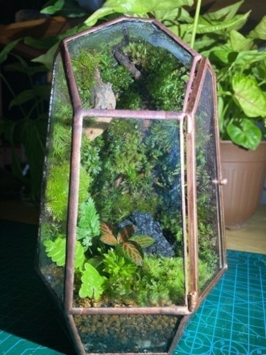 苔テラリウム(クローズド