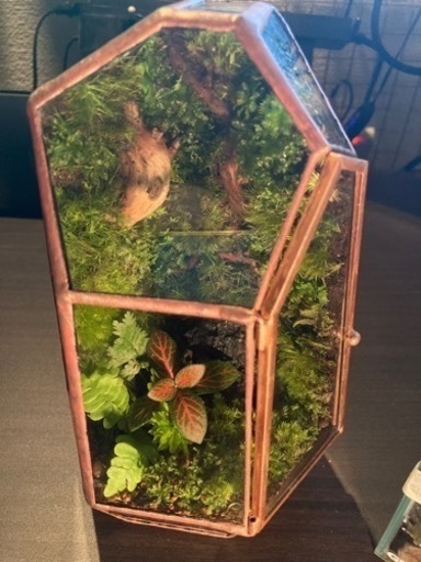 苔テラリウム(クローズド
