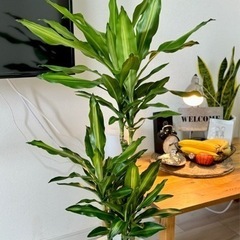 ドラセナ　観葉植物