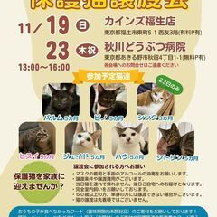 にゃんサポあきる野譲渡会inカインズ福生店