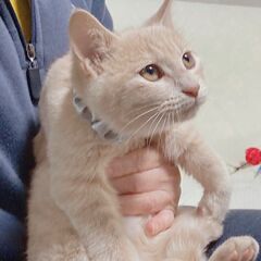 ☆とても可愛い兄妹です～うす茶の男の子＆パステルサビの女の子☆