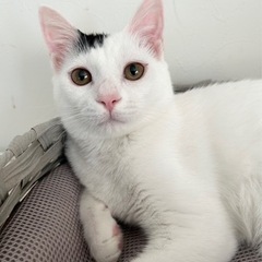 ノリ君❤️里親様決定しました😀