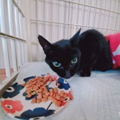 黒猫ちゃんを保護しました
