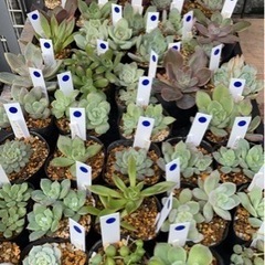 多肉植物  200円～