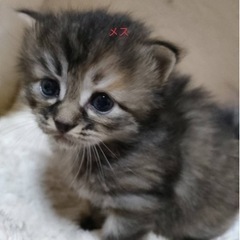 【宮城】キジトラ4匹里親募集【登米】