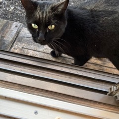 さくらねこさんです。たくさん甘えさせてくれる家族募集です。