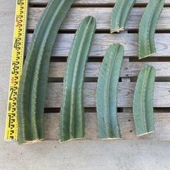 柱サボテン　胴切り