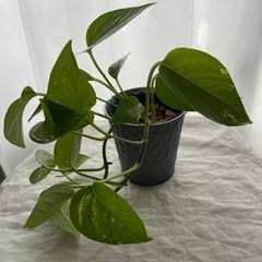 【観葉植物】ポトス