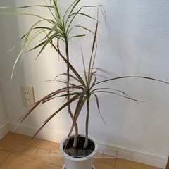 観葉植物☆ドラセナコンシンネ