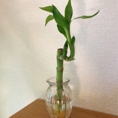 観葉植物　ミリオンバンブー 　24cm　おしゃれなガラスのフラワ...
