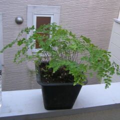 観葉植物アジアンタム 9月末に株分け植替済・新葉品 新芽多数 冬...