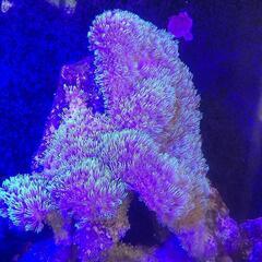 スターポリプ　海水魚　サンゴ