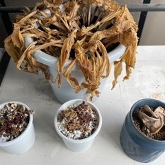 枯れた植物