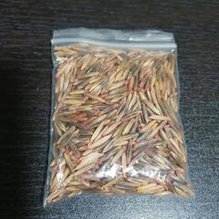 ★緑肥★約1500粒+増量中★えん麦★エンバク★ネグサレタイジ★種★の画像