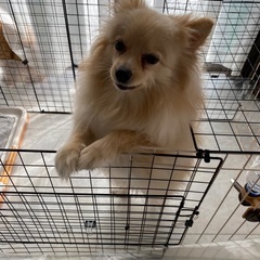 ポメラニアン