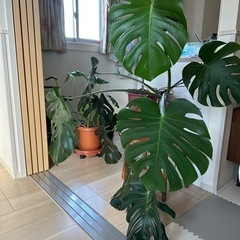 譲り先決まりました。問い合わせありがとうございました。