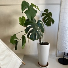 譲り先決まりました。問い合わせありがとうございました。の画像