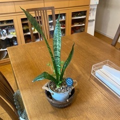 観葉植物　サンセベリア　写真1枚目の画像