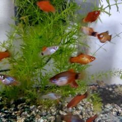 プラティ6匹(オス3  メス3)の画像