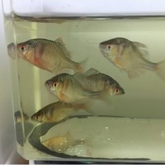 日本産淡水魚 日淡   オヤニラミ