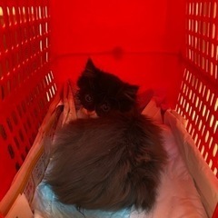 宮城県多賀城市で子猫の里親募集