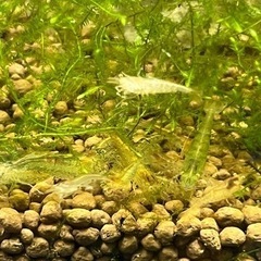 ミナミヌマエビ　