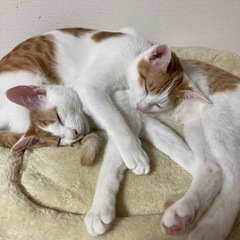 猫が2匹とも脱走しました - 手伝って/助けて