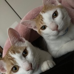 猫が2匹とも脱走しました