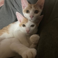 猫が2匹とも脱走しました - 野洲市