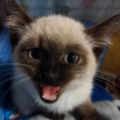 シャム猫ちゃん　男の子