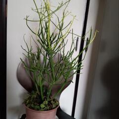 多肉植物ミルクブッシュ
