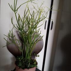 多肉植物ミルクブッシュの画像