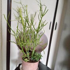 多肉植物ミルクブッシュの画像