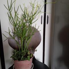 多肉植物ミルクブッシュの画像