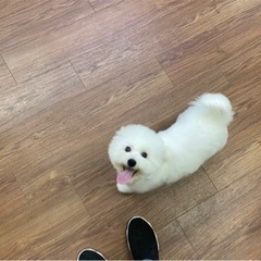 犬友達募集します
