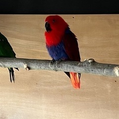 オオハナインコ メス2オス1