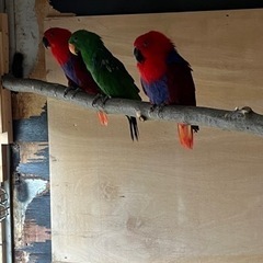 オオハナインコ メス2オス1 - その他