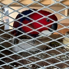 オオハナインコ メス2オス1 − 茨城県