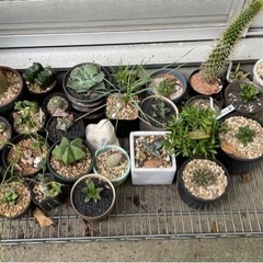 多肉、塊根植物、オリヅルラン　植物多数