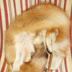 🦊レッドフォックス 丸一匹マフラー 高級マフラー 一点物 貴重の画像