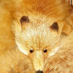 🦊レッドフォックス 丸一匹マフラー 高級マフラー 一点物 貴重の画像