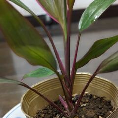 【お値下げ】観葉植物(コルジリネ？)