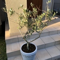 譲ります　オリーブの木