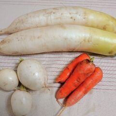 本日収穫 野菜 大根 人参 かぶ