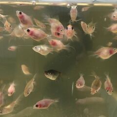 【金魚】 ピンポンパール　ちょうちんパール　稚魚　1.5cmの画像