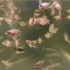 【金魚】 ピンポンパール　ちょうちんパール　稚魚　1.5cmの画像