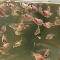 【金魚】 ピンポンパール　ちょうちんパール　稚魚　1.5cmの画像