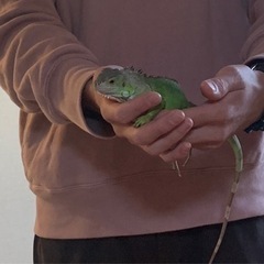 グリーンイグアナ