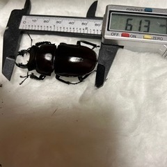 ヤエヤママルバネクワガタの画像